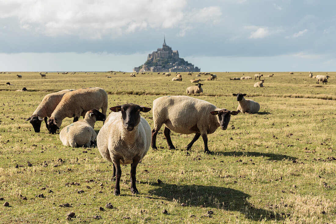 Sheeps grazing with the village in the background,  Mont-Saint-Michel, Normandy, France