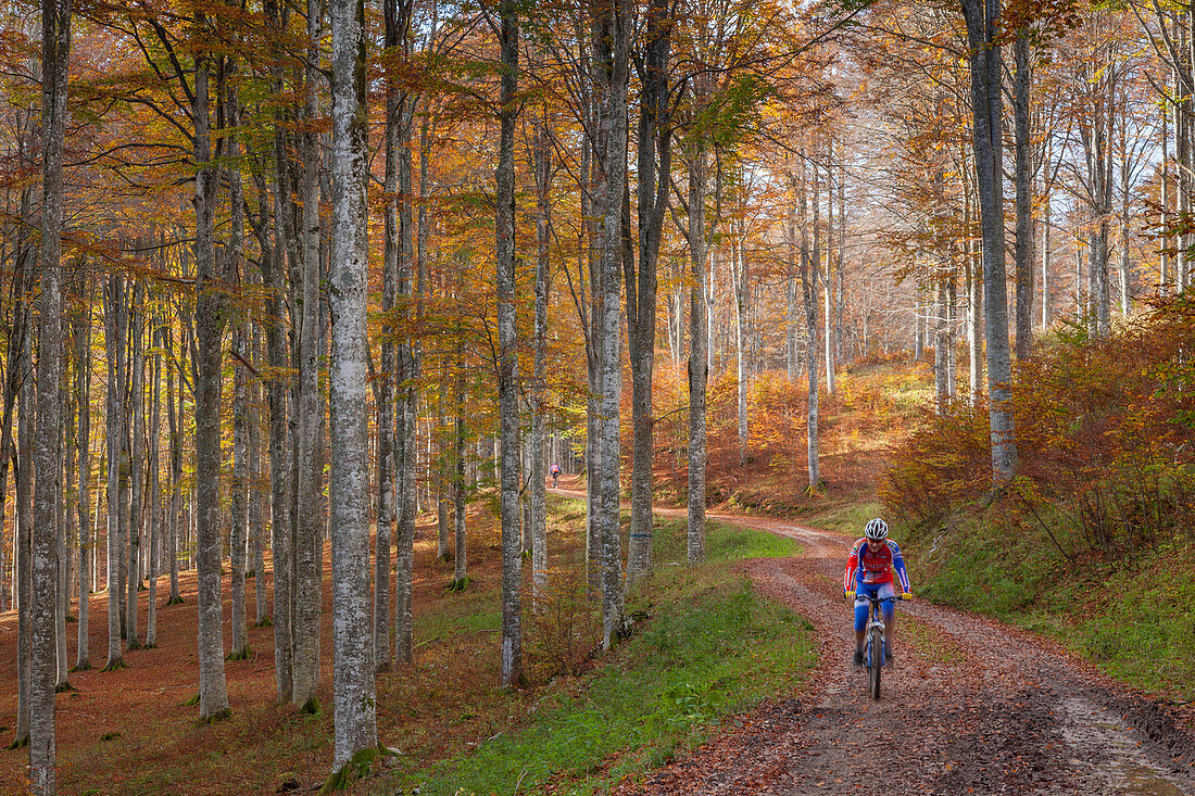 Cansiglio forest, Treviso province, Veneto, North Italy, Italy, Europe,  A cyclist on the Taffarel road into the forest of beeches