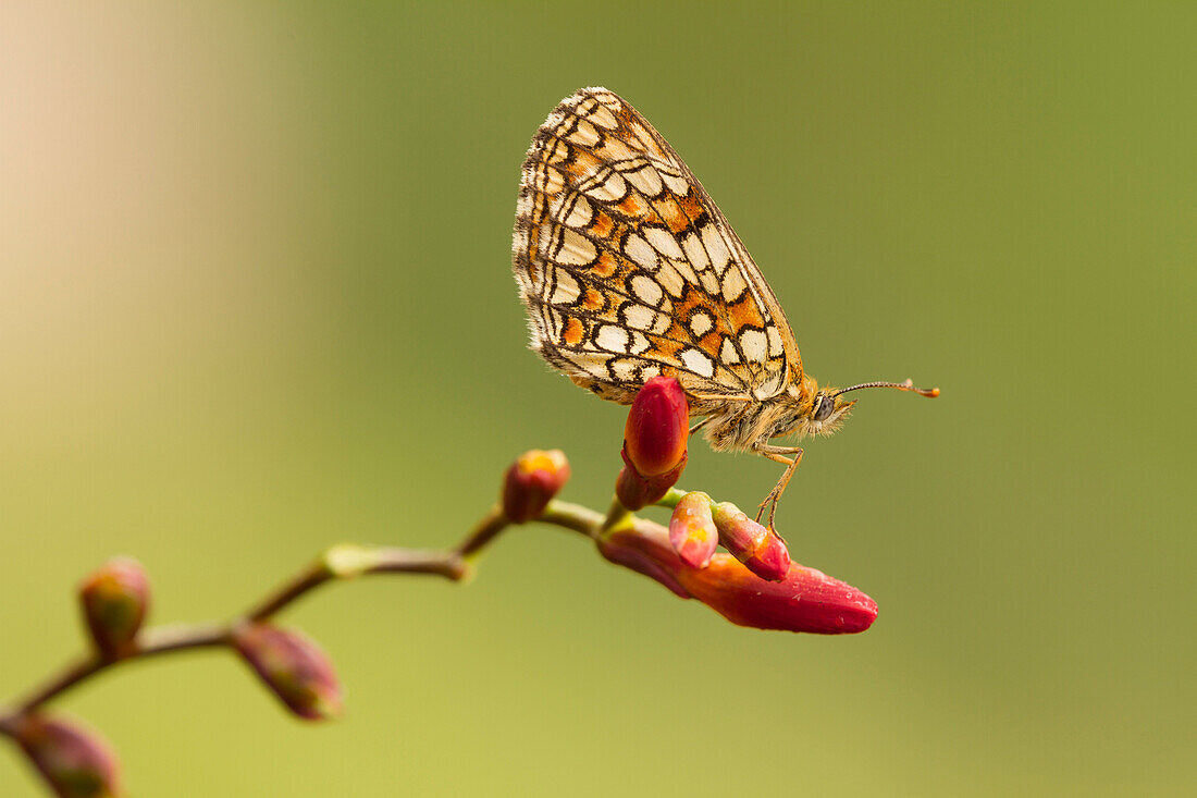 Ein Beispiel für Melitaea Schmetterling auf eine rote Blume noch geschlossen, Montevecchia, Lecco, Lombardei, Italien, Europa gelegt
