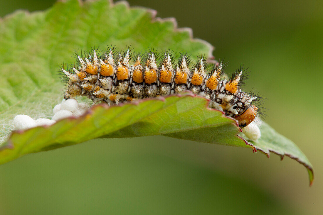 Eine Makrofotografie von melitaea didyma caterpillar, Lombardei, Italien
