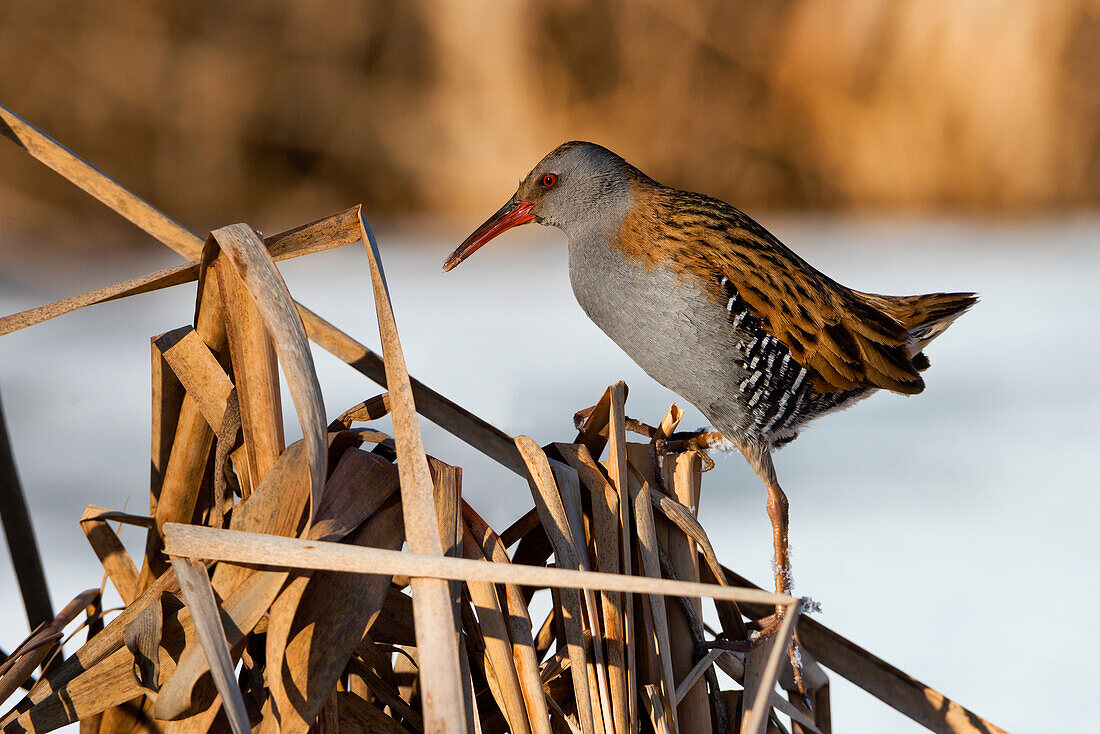 water rail in walk on the reeds, Trentino Alto-Adige, Italy