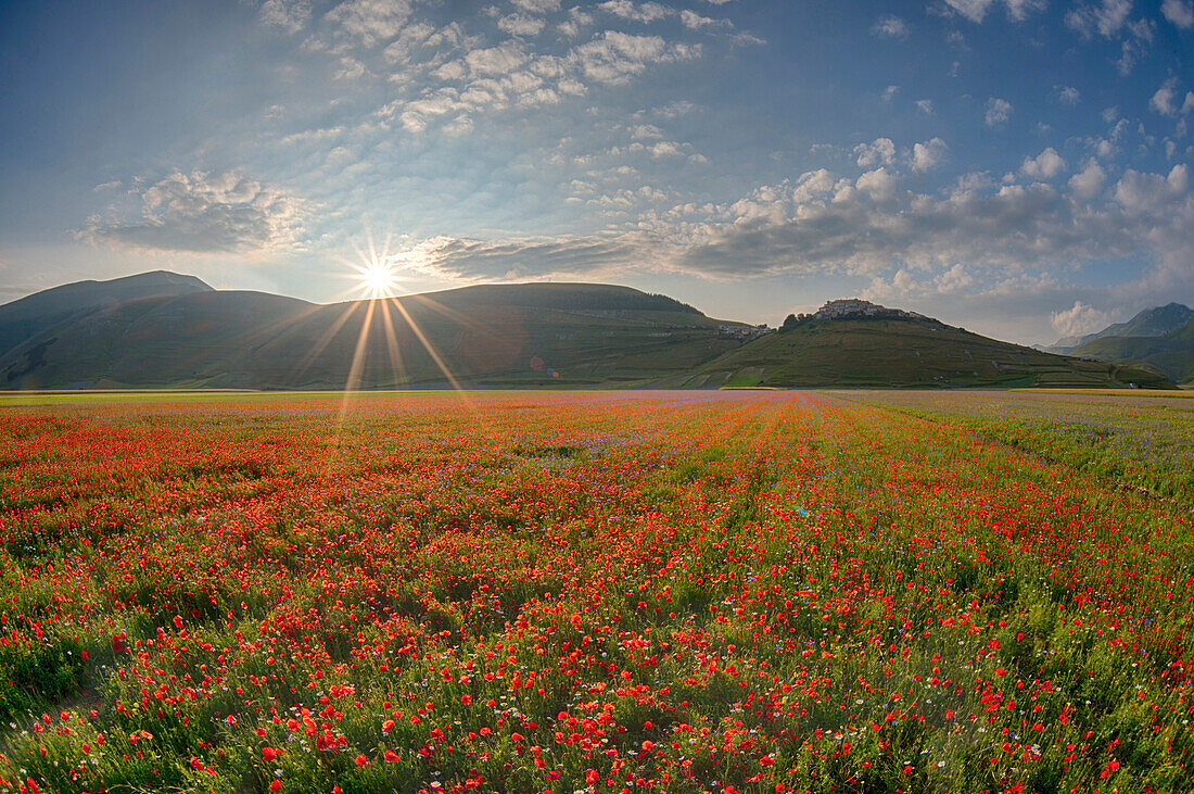 Blooming landscape  in Piano Grande of Castelluccio di Norcia, Monti SIbillini NP, Umbria, Italy