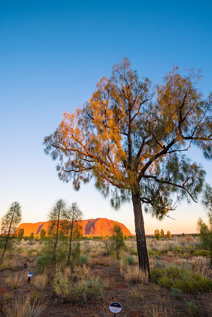 Uluru , Ayers Rock , Uluru-Kata Tjuta National Park, Northern Territory, Central Australia, Australia