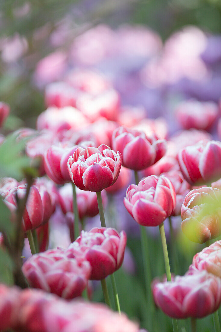 Nahaufnahme von wunderschönen violetten Tulpen, Trauttmansdorff botanischer Garten, Provinz Bozen, Südtirol, Trentino Südtirol, Italien, Europa