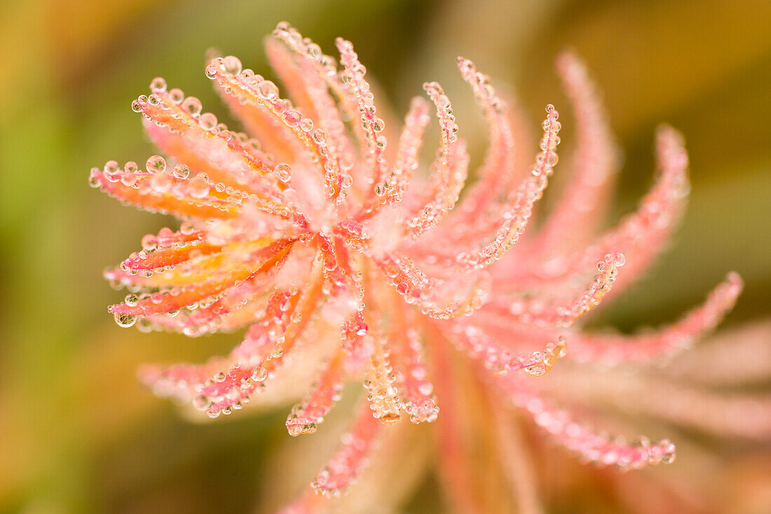 a close up of an alpine plant in a early morning with dewdrops