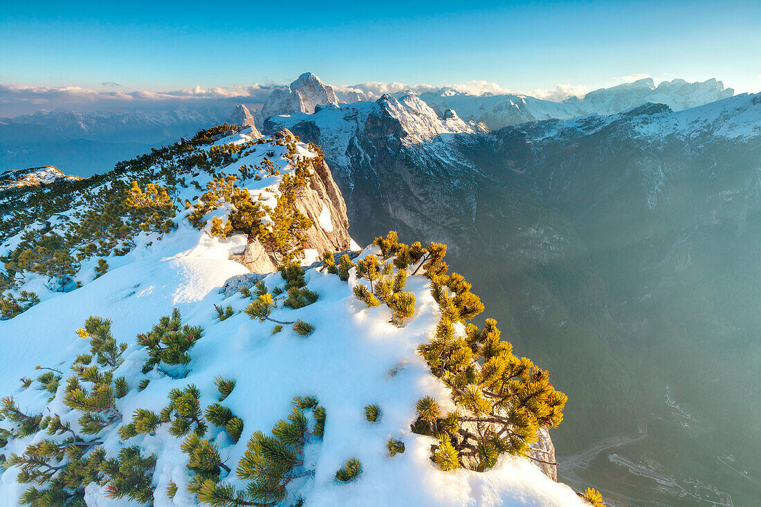 Europe, Italy, Veneto, Belluno, Agordino, Dolomites,  Pristine snow and mountain pine shrubs on Palazza Alta, in the background the Agner, Pale di San Lucano and Pala group