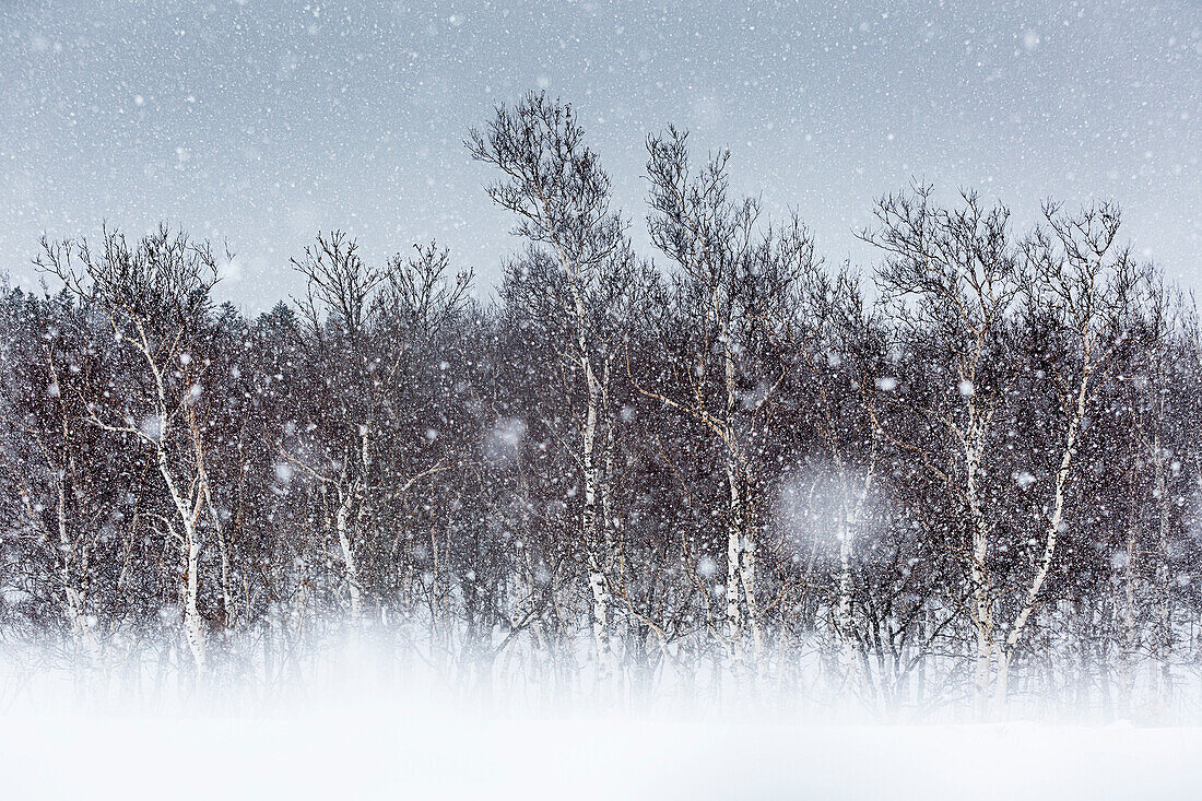 Breech trees, Shiretoko Halbinsel, Hokkaido, Japan