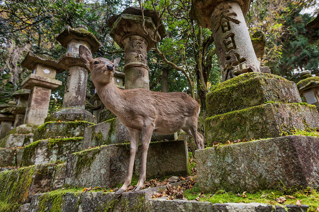 Sika deer in Nara stone lanterns, Japan