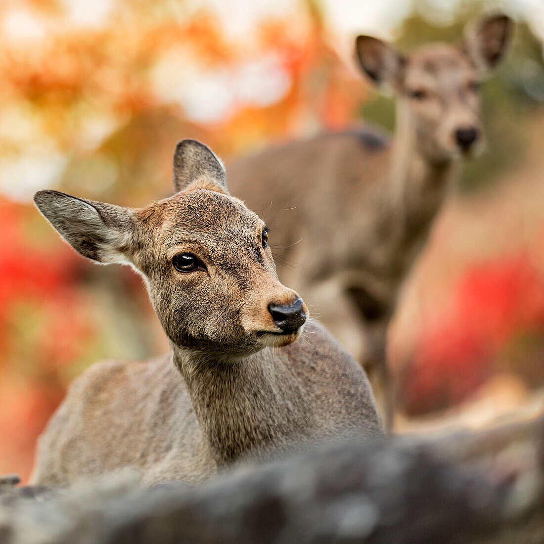 Sika deer in Nara, Honshu, Japan