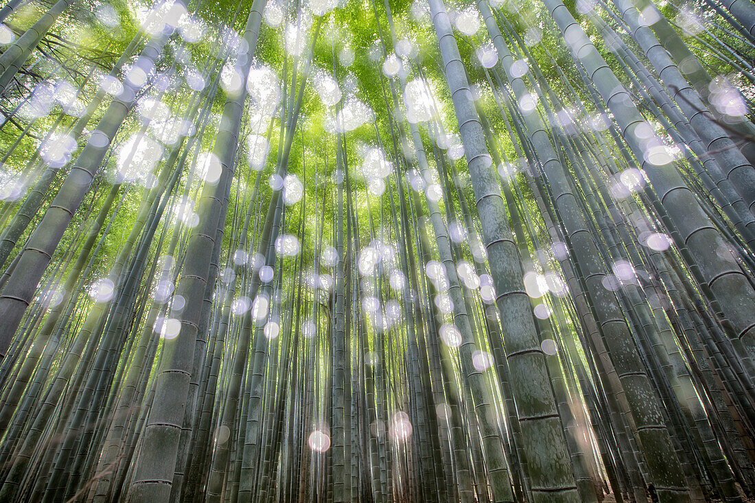 Arashiyama Bambuswald, Kyoto, Japan
