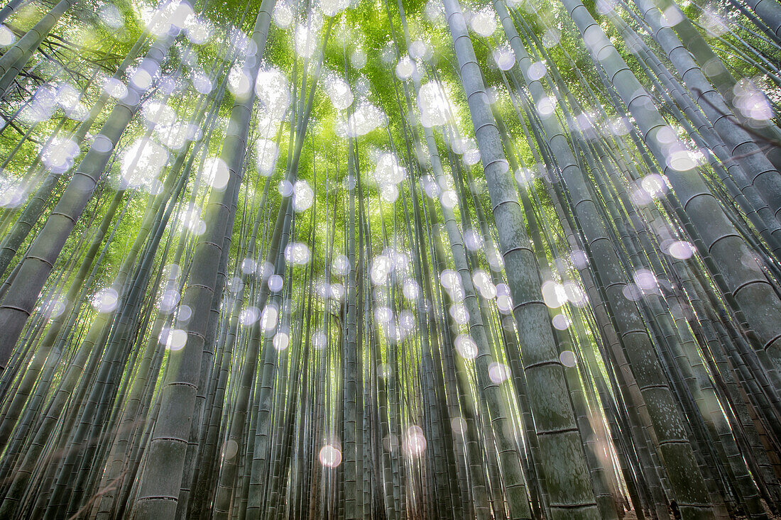 Arashiyama bamboo forest, Kyoto, Japan