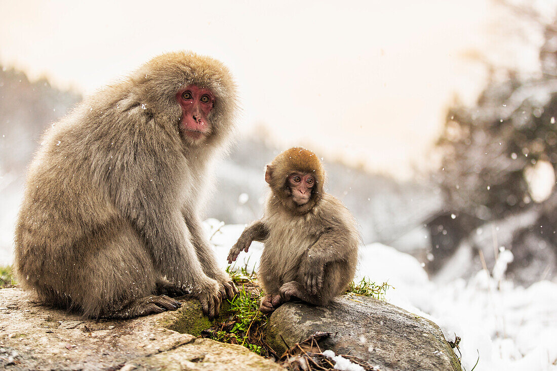 Snow monkeys of Jogokudani valley, Nakano, Nagano prefecture, Japan