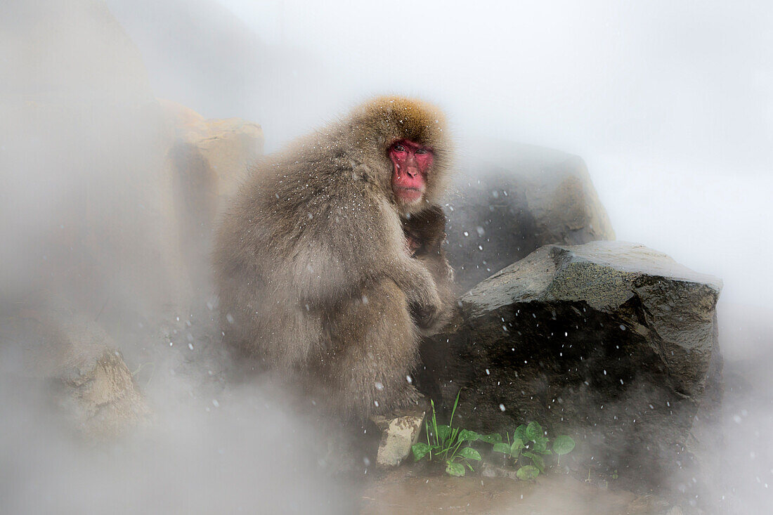 Schnee-Affen des Jogokudani-Tals, Nakano, Präfektur Nagano, Japan