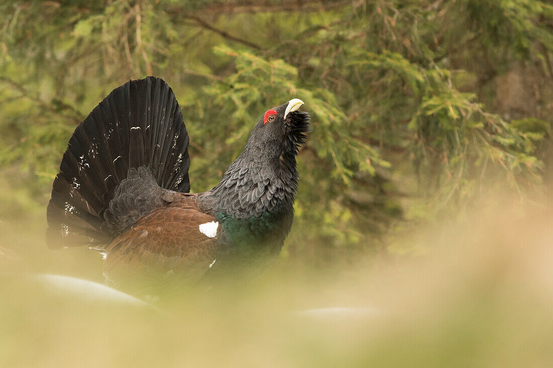 Trentino Alto Adige, Italy,  Capercaillie