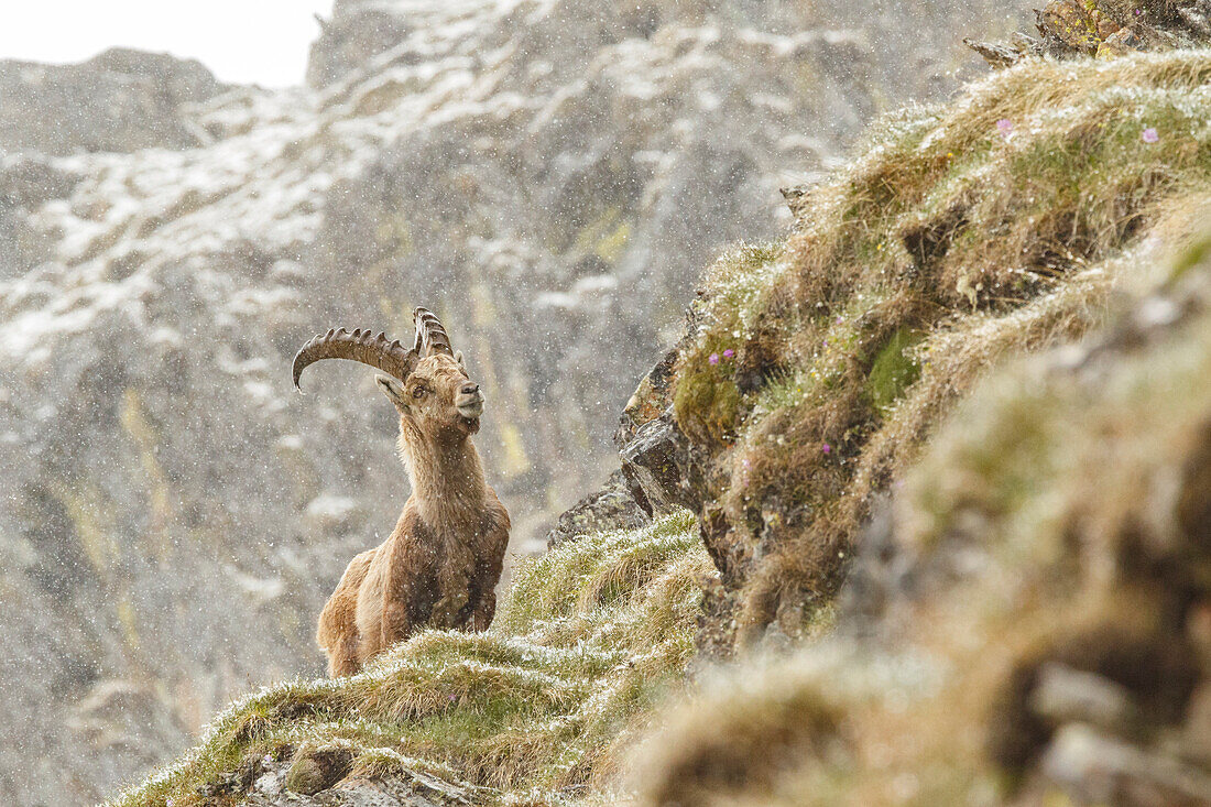 Lombardy, Italy,  Ibex