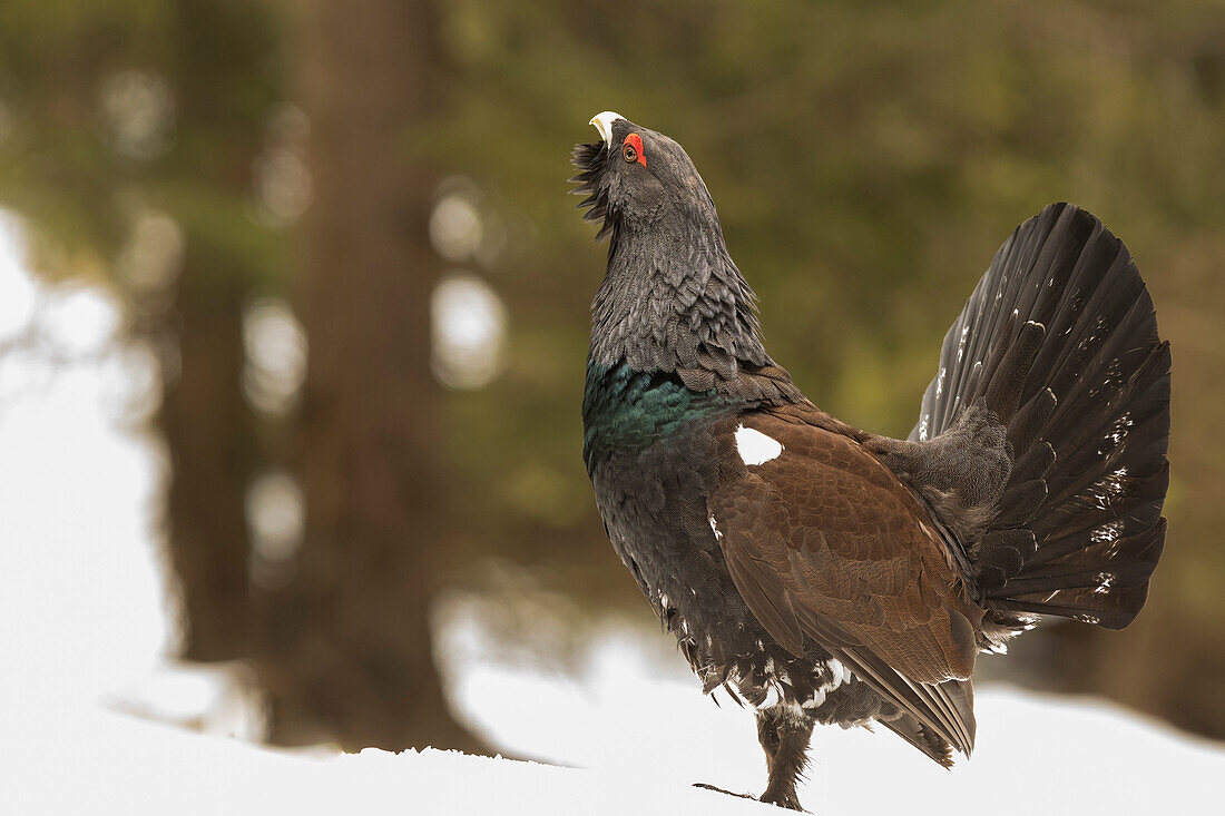 Trentino Alto Adige, Italy,  Capercaillie