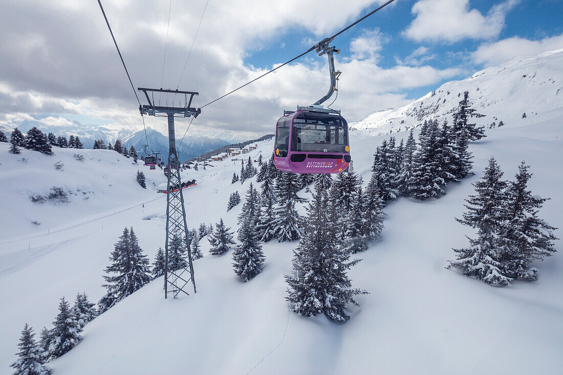 Cableways on the ski slopes surrounded by snowy woods Bettmeralp district of Raron canton of Valais Switzerland Europe