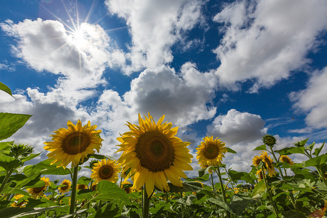 Sonnenblumen und Wolken in der ländlichen Landschaft von Senigallia Provinz Ancona Marche Italien Europa
