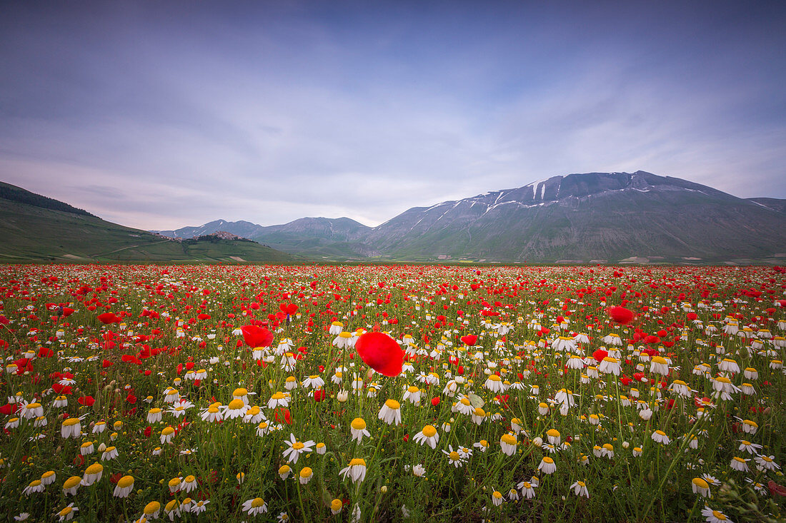 Blooming of red poppies and daisies Castelluccio di Norcia Province of Perugia Umbria Italy Europe