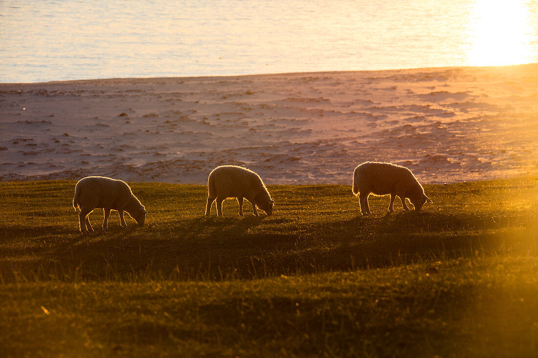 Schafe weiden in den grünen Wiesen beleuchtet bis Mitternachtssonne reflektiert im Meer Uttakleiv Lofoten Inseln Nordnorwegen Europa