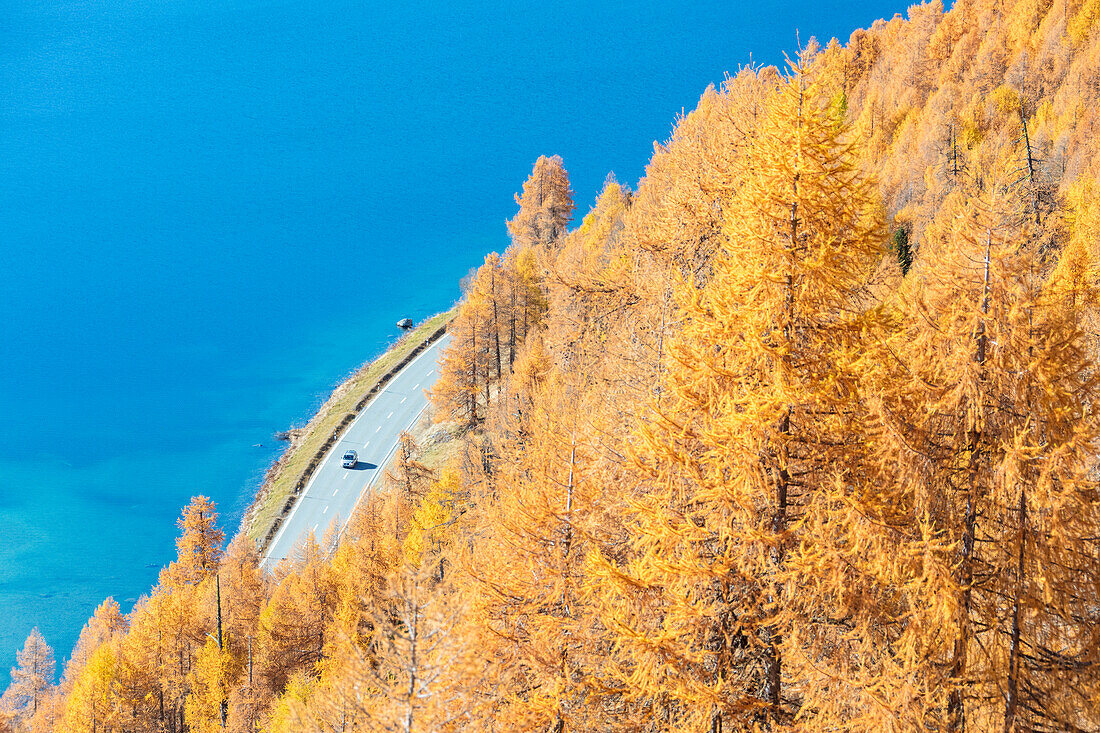 Die roten Lärchen rahmen das türkisfarbene Wasser des Sees Sils Maloja Kanton Graubünden Engadin Schweiz Europa