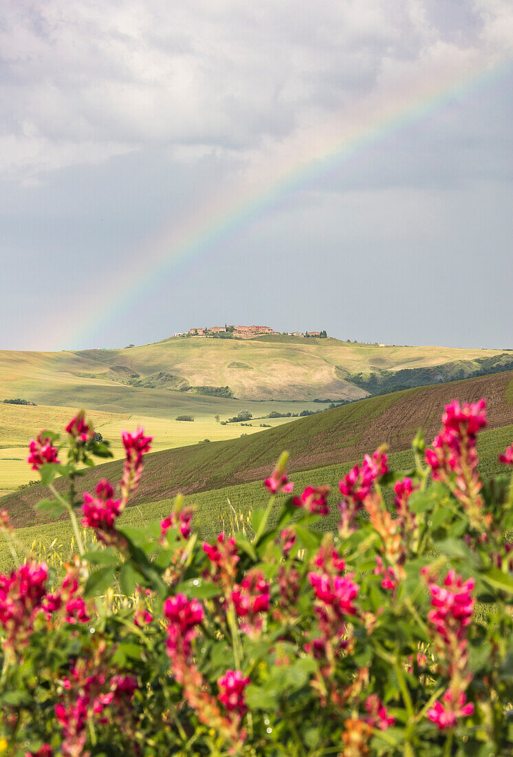 Rote Blumen und Regenbogen Rahmen der grünen Hügel und Ackerland von Crete Senesi, Senese Clays Provinz Siena Toskana Italien Europa