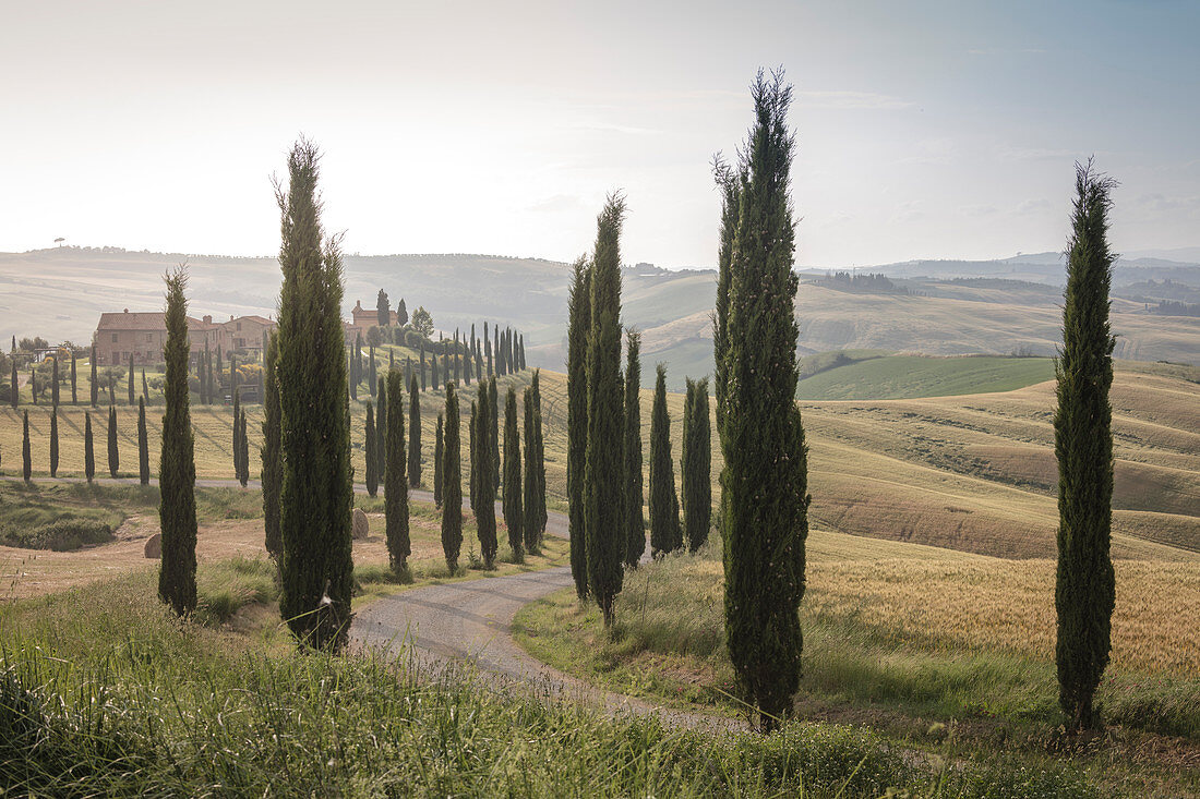 The road curves in the green hills surrounded by cypresses Crete Senesi , Senese Clays  province of Siena Tuscany Italy Europe