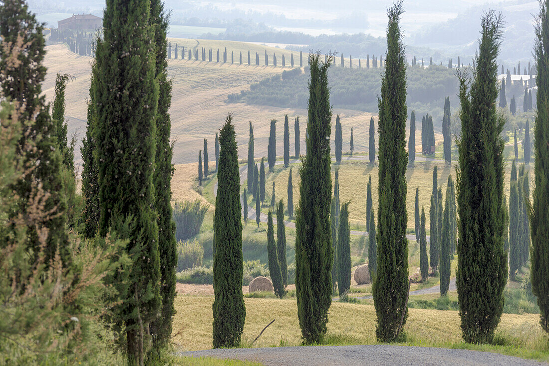 Zypressen und Heuballen in den grünen, sanften Hügeln von Kreta Senesi, Senese Clays Provinz Siena Toskana Italien Europa
