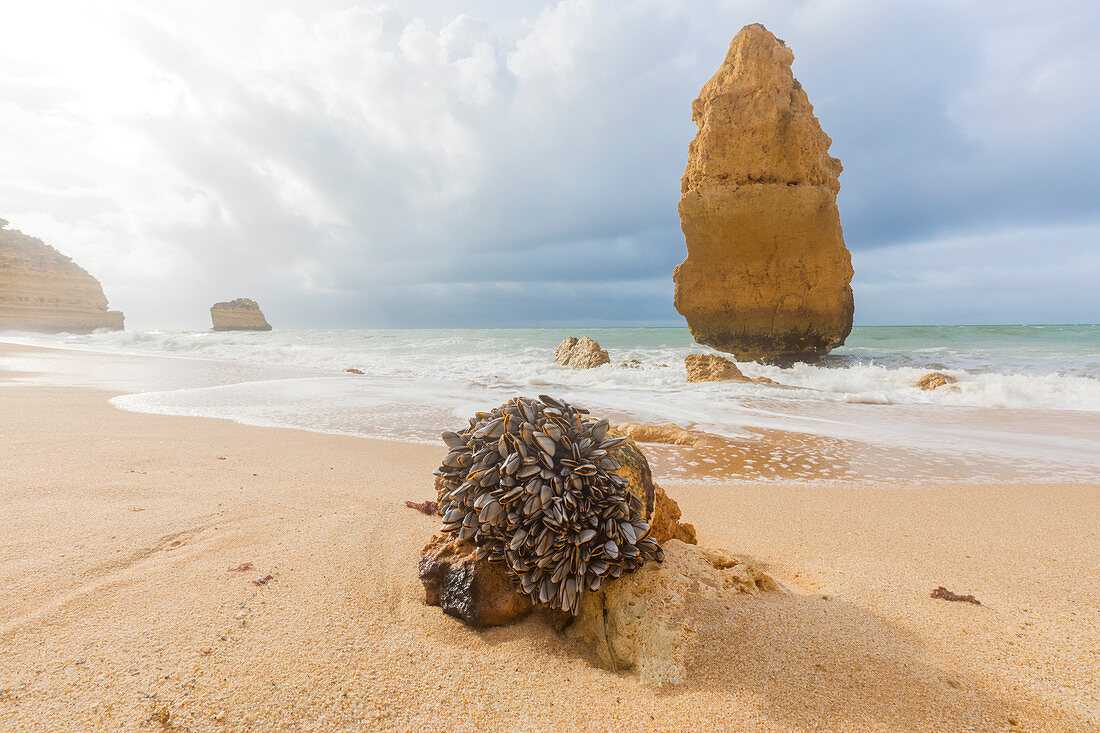 Miesmuscheln auf sandigen Strand umrahmt von Wellen des rauen Meeres Praia da Marinha Caramujeira Lagoa Gemeinde Algarve Portugal Europa