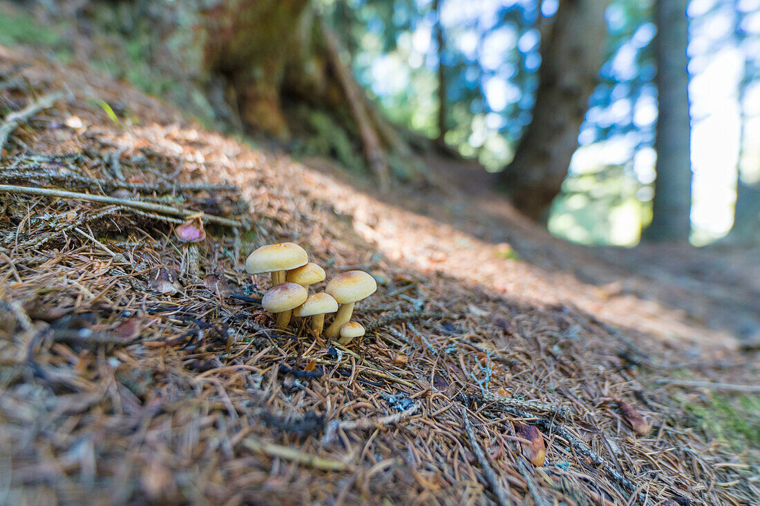 Mushrooms in the alpine woods Lombardy Italy Europe