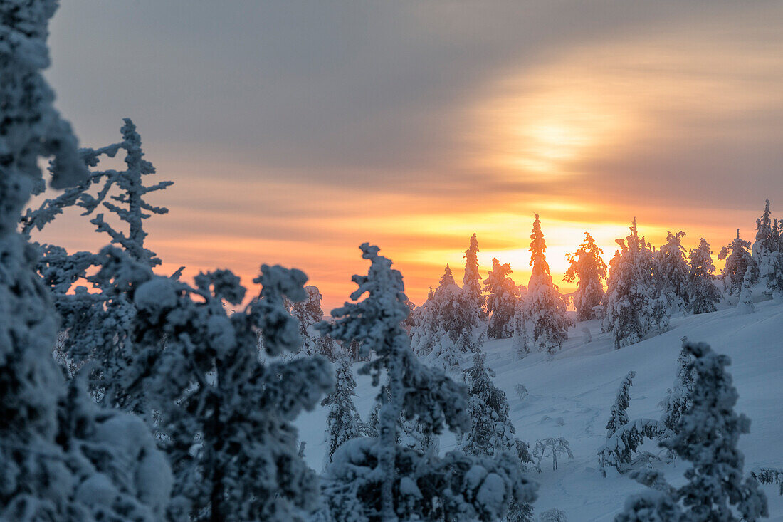 Der arktische Sonnenaufgang leuchtet die verschneiten Wälder, die im Morgennebel gehüllt sind Ruka Kuusamo Ostbottnien Region Lappland Finnland Europa