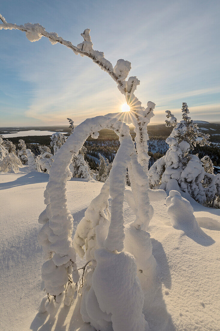 Sun and blue sky frame the the frozen tree branches in the snowy woods Ruka Kuusamo Ostrobothnia region Lapland Finland Europe