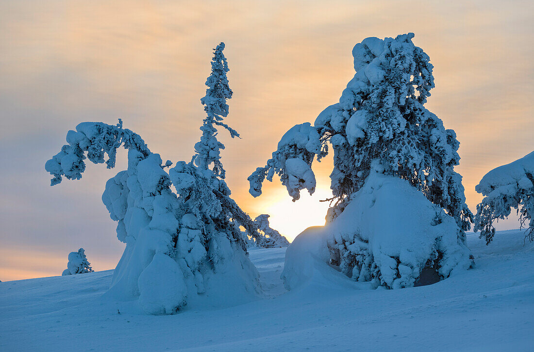 Sonne und Wolken bilden die schneebedeckten Wälder im kalten arktischen Winter Ruka Kuusamo Ostbottnien Region Lappland Finnland Europa