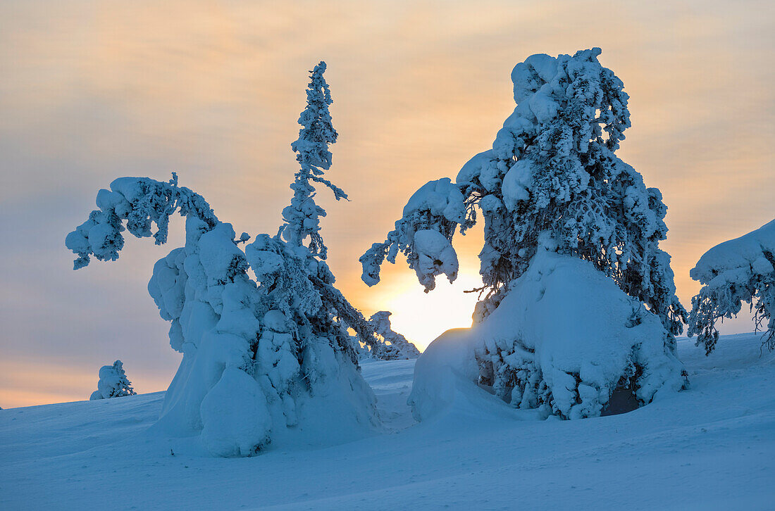 Sun and clouds frame the the snowy woods in the cold arctic winter Ruka Kuusamo Ostrobothnia region Lapland Finland Europe