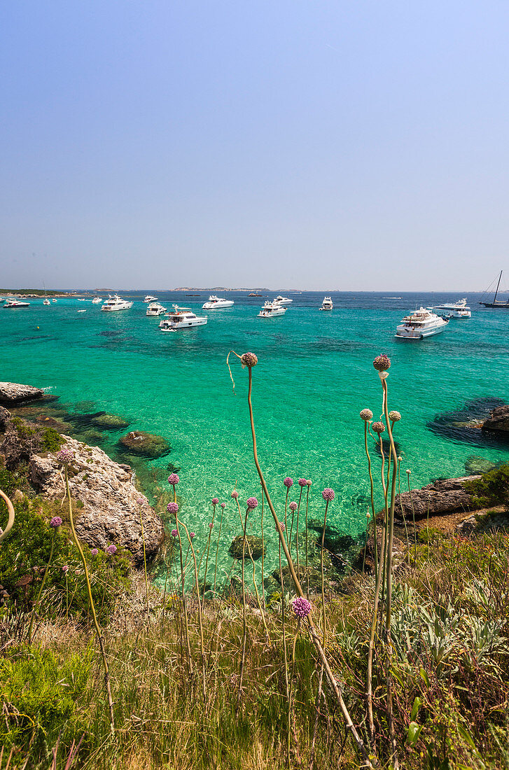 Flowers and grass of the inland frame the speed boats moored in the turquoise sea Sperone Bonifacio South Corsica France Europe