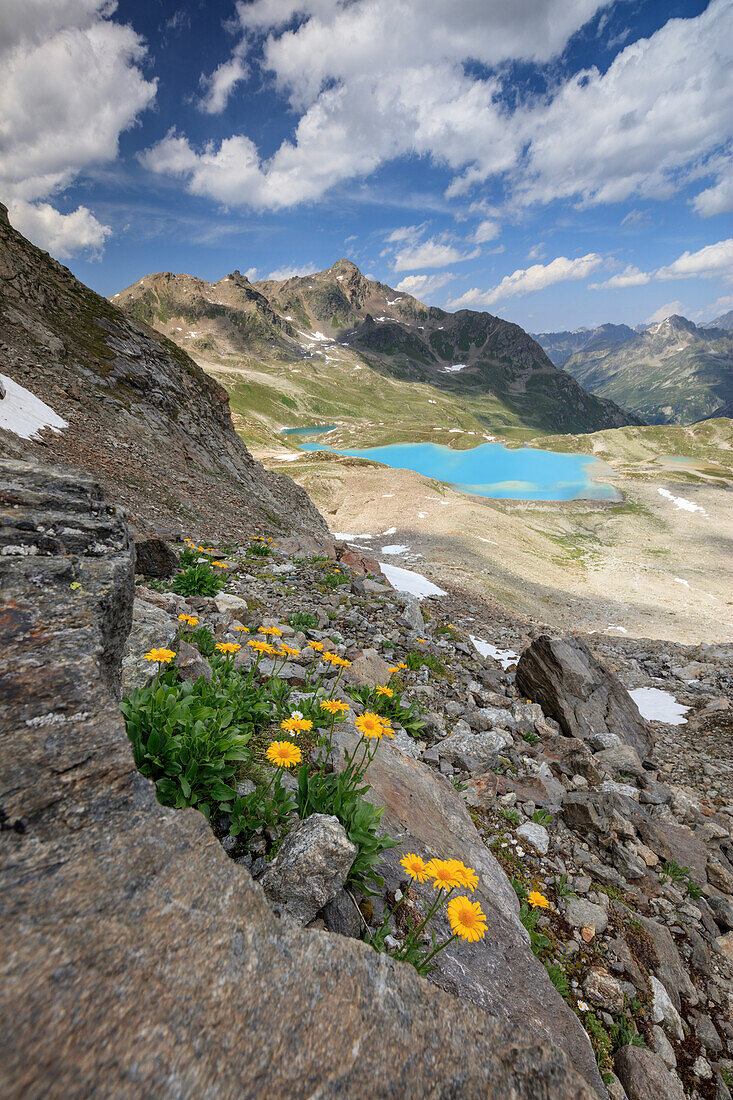 Türkis-See umrahmt von gelben Blumen und felsigen Gipfeln Joriseen Jörifless Pass Kanton Graubünden Engadin Schweiz Europa