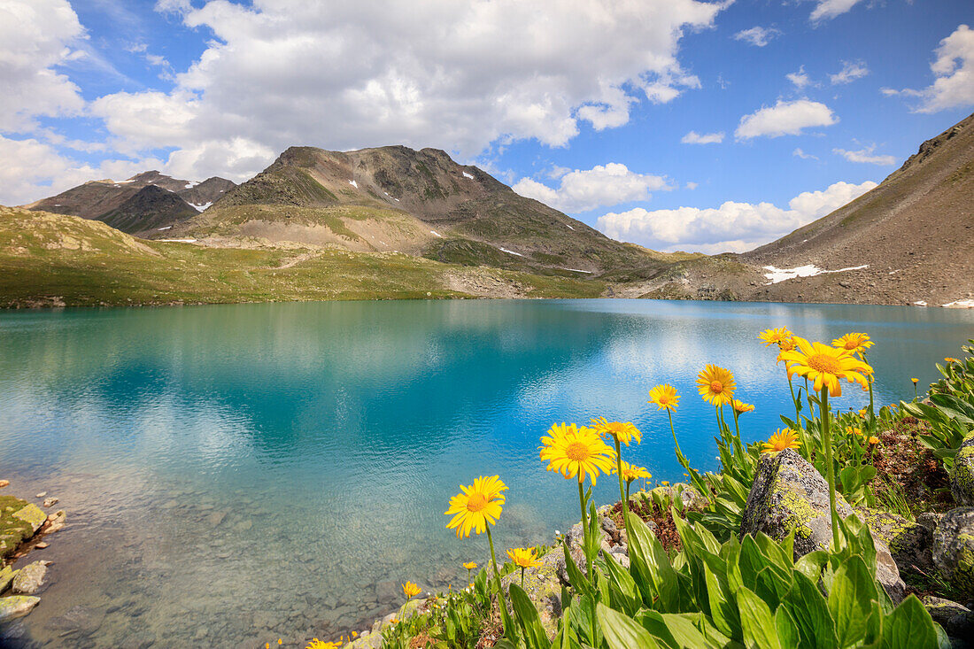 Türkis-See umrahmt von gelben Blumen und felsigen Gipfeln Joriseen Jörifless Pass Kanton Graubünden Engadin Schweiz Europa