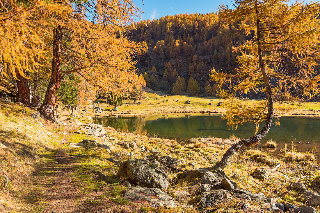 Covel See im Herbst, Europa, Italien, Trentino Region, Trento Bezirk, Pejo Tal