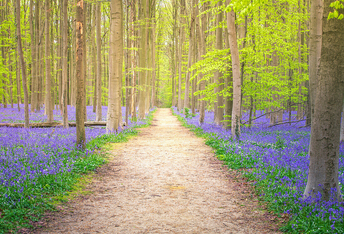 Bluebells in den Halle-Wald, Halle, Bruxelles, Flandres, Belgien