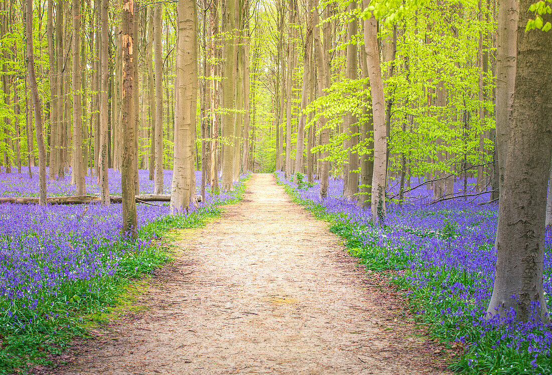 Bluebells into the Halle Forest, Halle, Bruxelles, Flandres, Belgium