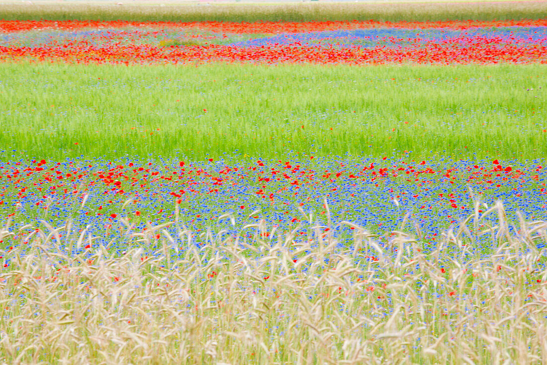 Europe, Italy, Umbria, Perugia district, flowering of Castelluccio of Norcia