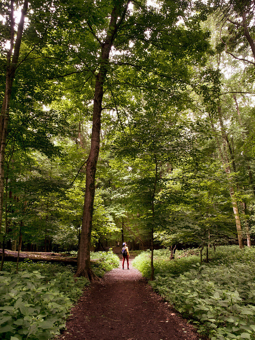 A Man Standing On A Path Looking Up Into The Light In The Trees