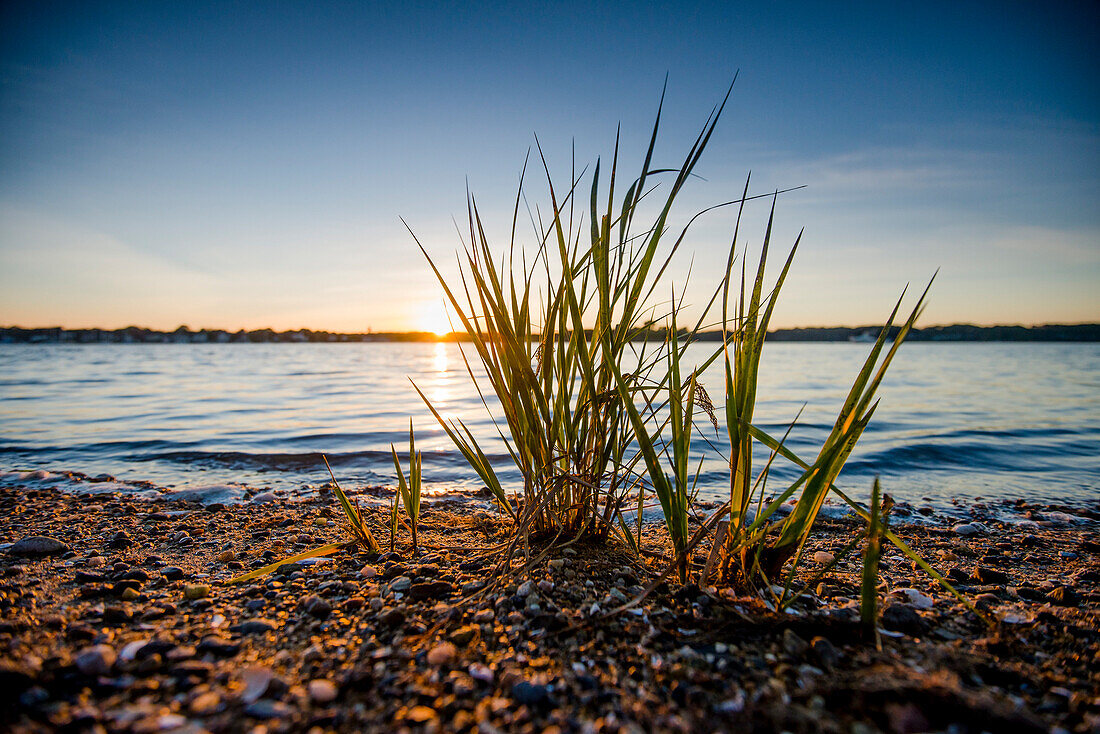 A Close-up Of Beach Grass At Sunset In The Cove Of Wickford Harbor