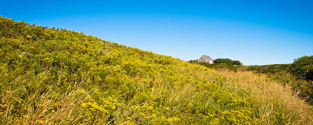 A Field Of Goldenrod In Late Summer On Block Island
