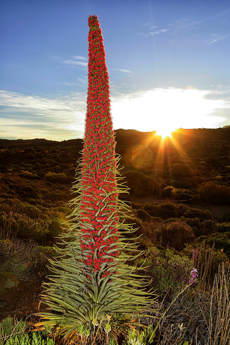 Close-up Of A Tajinaste Flower At Tenerife, Canary Islands, Spain