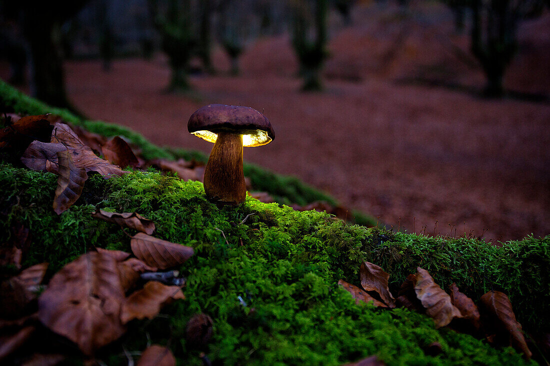 Close-up Of A Mushroom Growing In Beech Forest