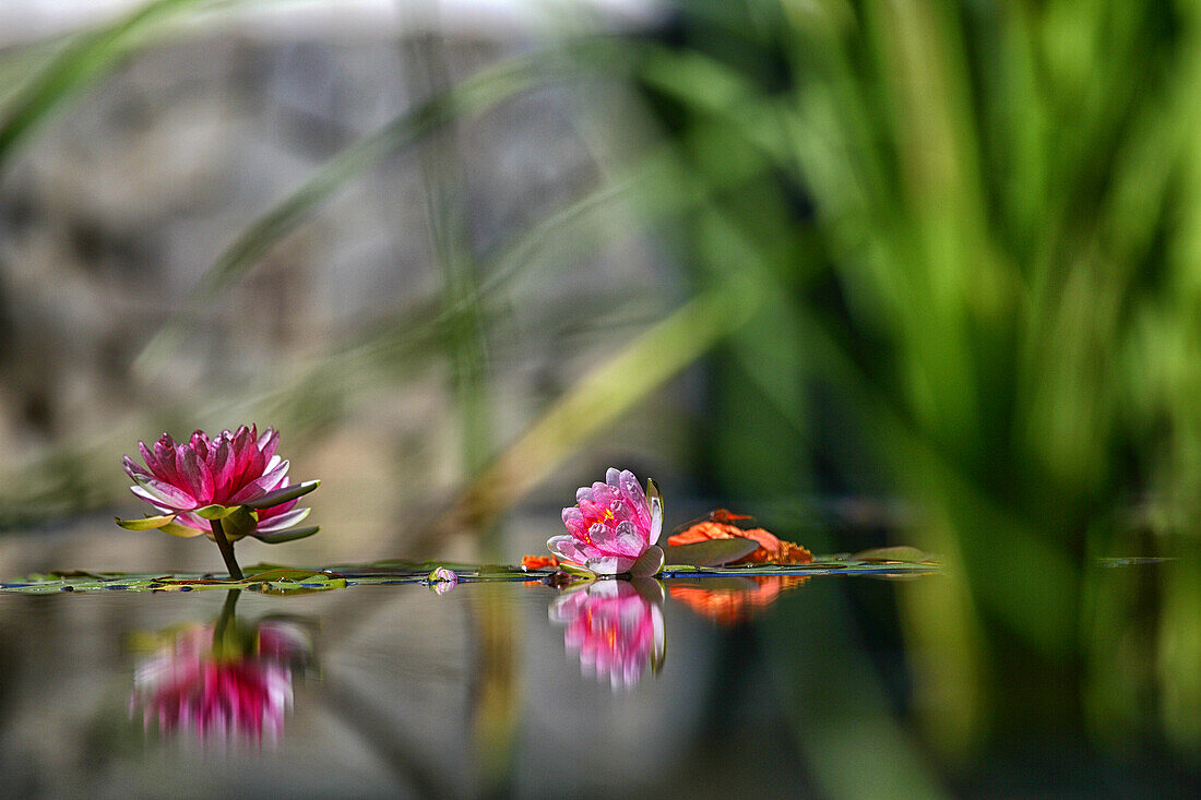 Reflection Of Water Lily Flower In Pond At La Orotava Botanical Garden, Spain