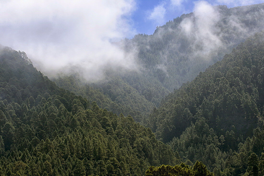 Pine Tree Growing On The Side Of A Mountain In The Mist