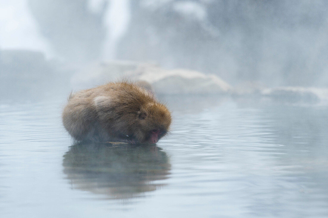 A Snow Monkey In Monkey Park Near Nagano, Japan