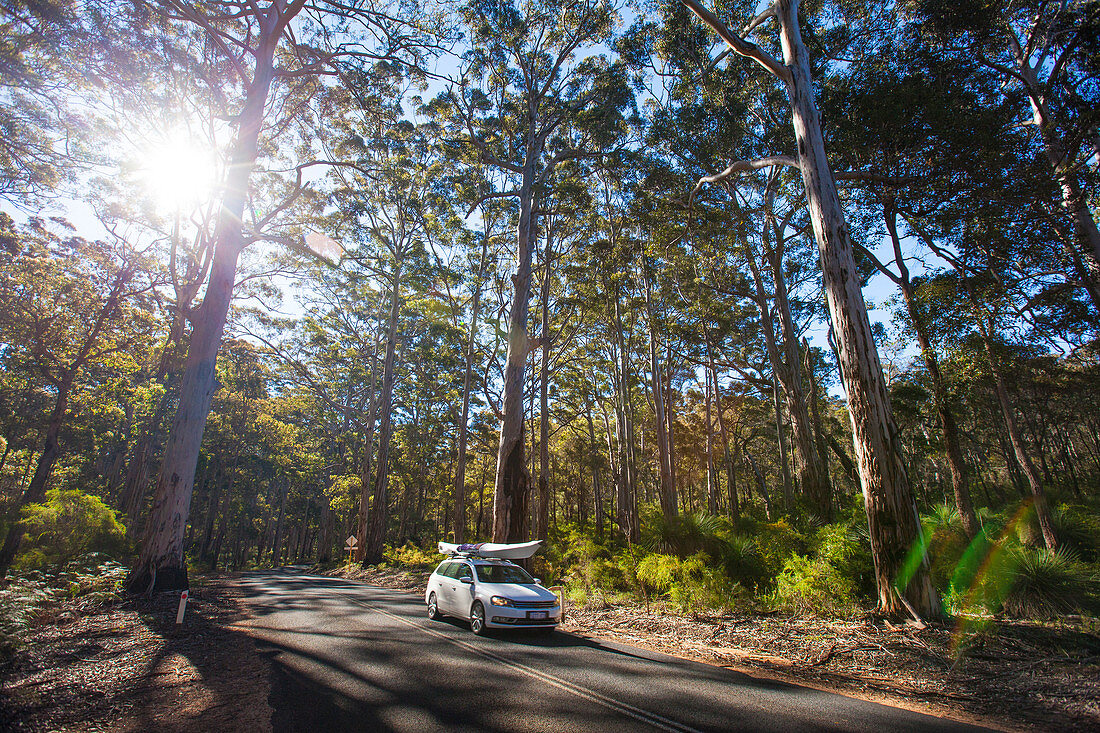 A Car With Kayak Driving On Caves Road Through The Boranup Forest, Western Australia